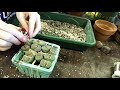 How To Repot New Lithops After Root Check And Trim