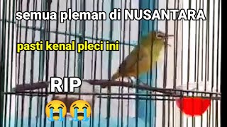 Download lagu in memoriam PLECI NISHIDA , pleci termahal dan terhebat . selamat jalan nishida 😭😭😭😭 mp3 Download lagu in memoriam PLECI NISHIDA , pleci termahal dan terhebat . selamat jalan nishida 😭😭😭😭 mp3