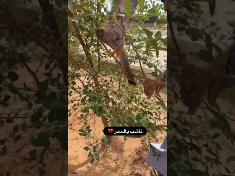 صقر ناشب بالسدر مسكين #السعودية #اكسبلور #صقر صقر الشاهين مساعدة الحيوانات انقاذ الحيوانات السعودية