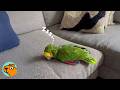 84 Year Old Parrot Hasn T Smiled Since 1940s Cuddle Buddies