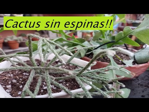 , title : 'Cactus epifitos colgantes sin espinas #cactus #lasplantasdegeral #jardin #suculentas #plantas'