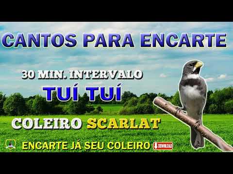 PAPA CAPIM TUI TUI (Pia-Pia) ALAGOANO (Treino) 