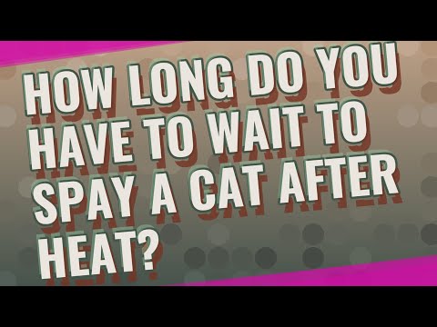 How long do you have to wait to spay a cat after heat?