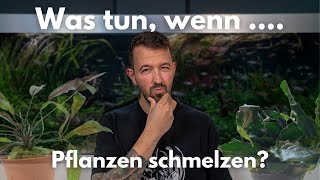 Was tun, wenn Pflanzen schmelzen?