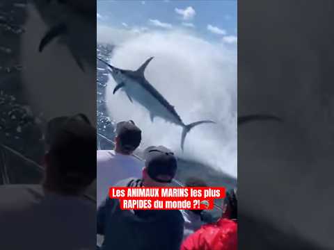 Les ANIMAUX MARINS les plus RAPIDES du monde ?!🦈 #animal #animaux #insolite