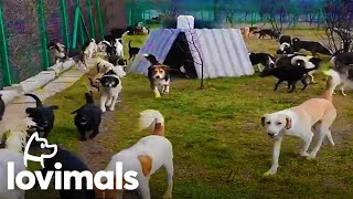 Sasha&#39;s Shelter Has Rescued Over 750 Dogs!