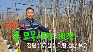2024, 봄 묘목시장 개장, 정원수 유실수 다량 생산