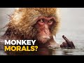 Do Monkeys Have a Moral Compass?