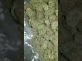 London Biscuits 2018 Strains