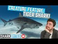 Creature Feature: Tiger Shark!