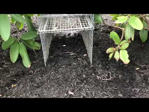 Free Roaming Raccoon in Brielle, NJ