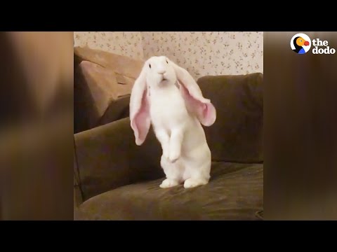 download lagu mp3 mp4 Big Bunny Ears, download lagu Big Bunny Ears gratis, unduh video klip Big Bunny Ears