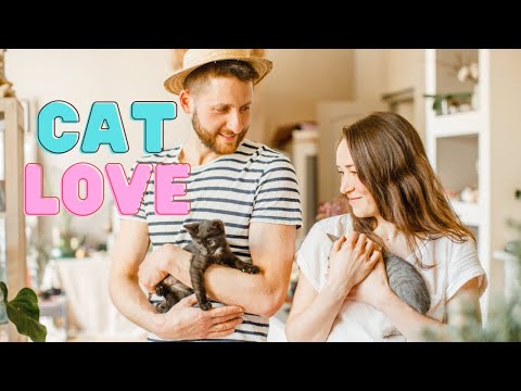 Must watch Cats want say i love you