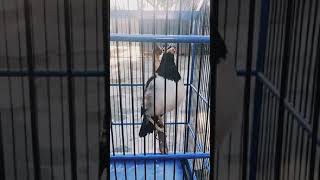 Download lagu Jalak Suren isian LoveBird mp3 Download lagu Jalak Suren isian LoveBird mp3