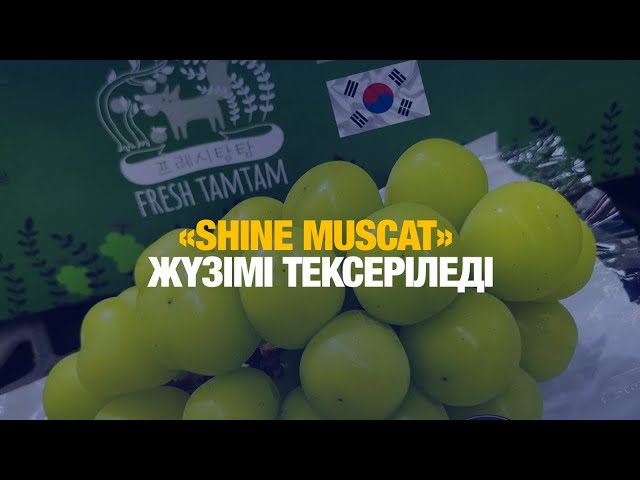 ЖАҢАЛЫҚТАР. 18.11.2024 күнгі шығарылым