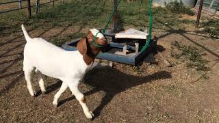 FFA goat exercising and learning how to walk