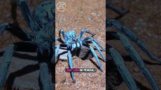 Download lagu Laba-laba ternyata bisa membuat lubang jebakan mp3 Download lagu Laba-laba ternyata bisa membuat lubang jebakan mp3