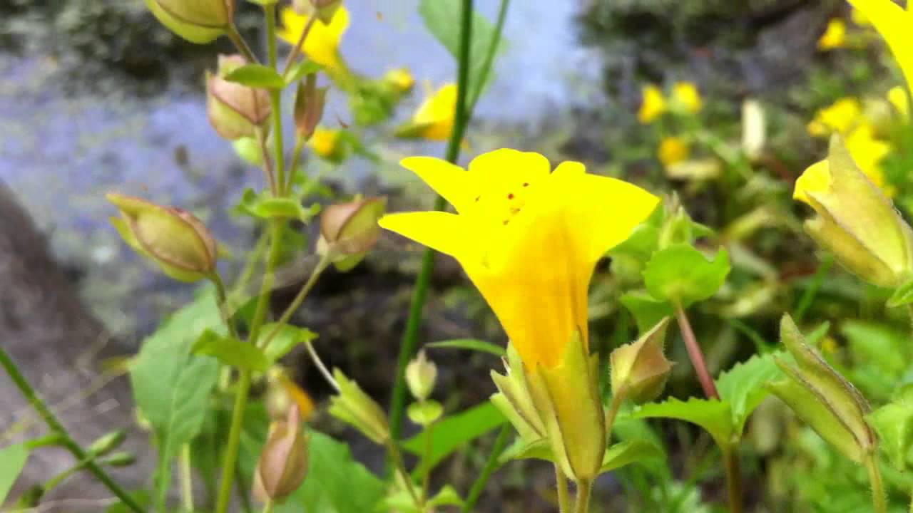 Common Monkey-Flower (Mimulus Guttatus) - 2012-06-23 - YouTube