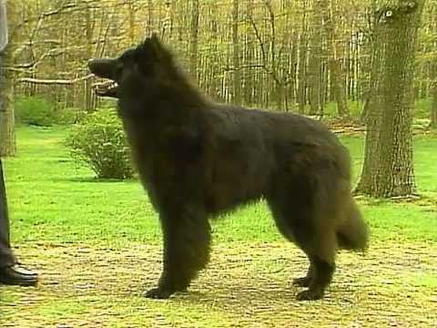 Belgian Sheepdog breed video