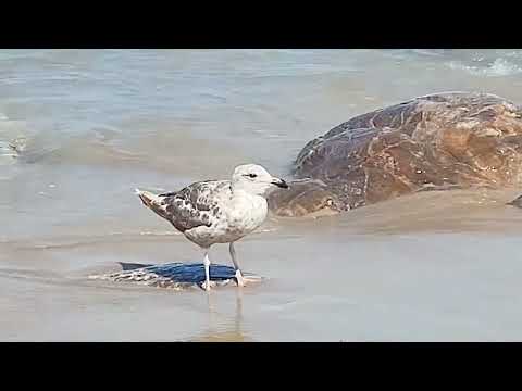 Salisbury Beach, Massachusetts, USA [4K]
