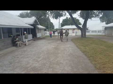 Keeneland september yearling sale 2015