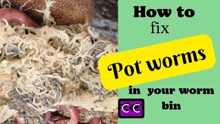 Pot worms infestation in your worm farm?