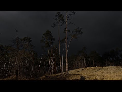 Pine Forest Thunderstorm | Rolling Thunders in Distance | Calm Before the Storm | 3 HOURS