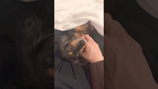 かわゆ🐶　#ミニチュアダックスフンド #眠る #癒し
