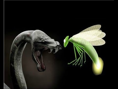 Serpente video