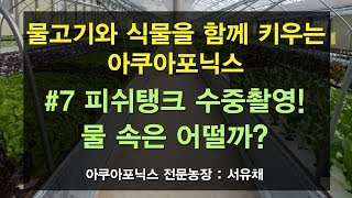 [서유채Farm - 7편] 아쿠아포닉스 물고기 수조  수중촬영! 물고기 상태는?