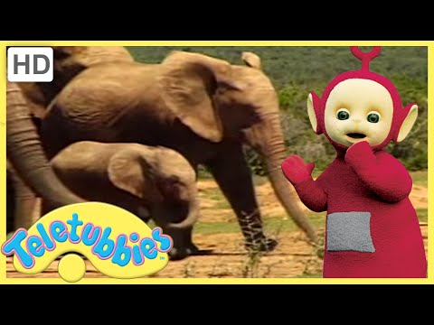 Teletubbies Full Episode | Baby Elephant | 305