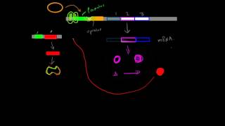 Positive Inducible/Repressible Operons