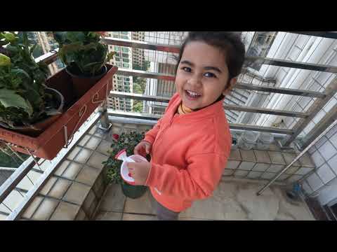 Nimrah finally bought new flowers | Gardening at her Balcony | 4K