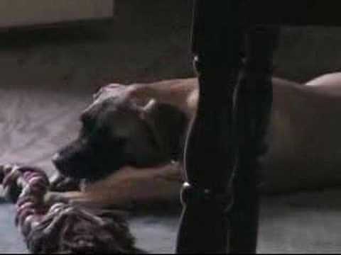 Can Dogs Eat Raw Meat Yahoo Answers Can Dogs Eat Raw Meat Yahoo Answers