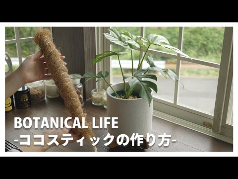 ココナッツの木、ココナッツが有名な西インド諸島のヤシの木