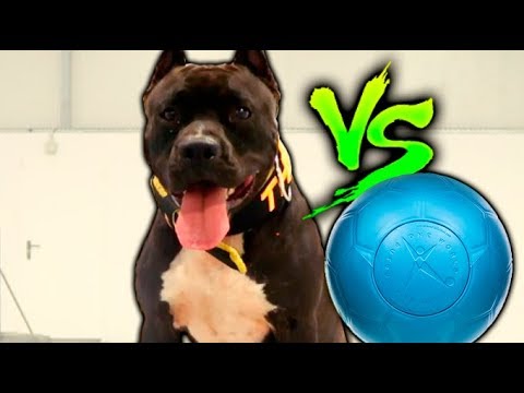 download lagu mp3 mp4 Juguetes Indestructibles Para Perros, download lagu Juguetes Indestructibles Para Perros gratis, unduh video klip Juguetes Indestructibles Para Perros