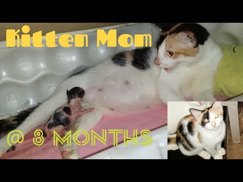 Calico Kitten Giving Birth To  3 Kittens