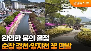 완연한 봄의 절정…순창 경천·양지천 꽃 만발 / 연합뉴스TV (YonhapnewsTV)