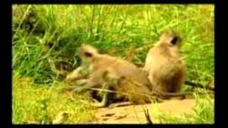 Sri Lanka birding & cultural tour