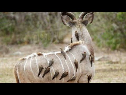 Oxpeckers at the back Greater Kudu Antelope in symbiosis Association