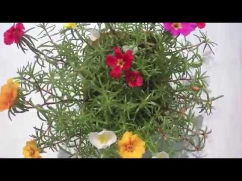 Movimentos Vegetais - M3A