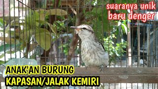 Download lagu SUARA ANAKAN BURUNG KAPASAN KEMIRI ,,ternyata suaranya unik mp3 Download lagu SUARA ANAKAN BURUNG KAPASAN KEMIRI ,,ternyata suaranya unik mp3