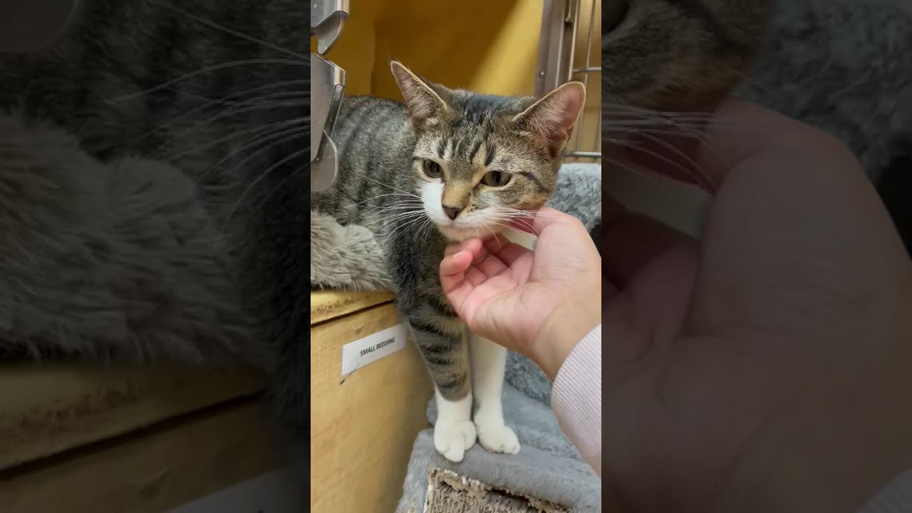 Enlarge Holly, an adoptable Domestic Short Hair in Richmond Hill, ON video 4/6