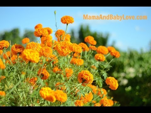 Pagkawala timbang magkasama sa St. Petersburg Pagkain para sa pagkawala timbang Mirimanova review