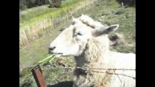 Feedtime with Sheepy - Part 2