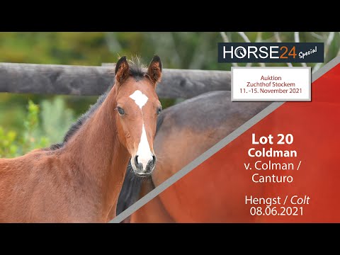 Horse24 Special - Auktion Zuchthof Stockem: Lot 20 Coldman Hengst v. Colman  -  Canturo