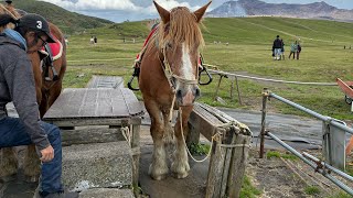 【福島→九州】バイク旅　草千里ヶ浜に着いたので散策　馬にも乗るよ！