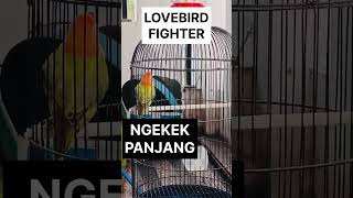 Download lagu LOVEBIRD NGEKEK PANJANG FIGHTER EMOSI TINGGI❗️❗️ #birds #lovebirds mp3 Download lagu LOVEBIRD NGEKEK PANJANG FIGHTER EMOSI TINGGI❗️❗️ #birds #lovebirds mp3