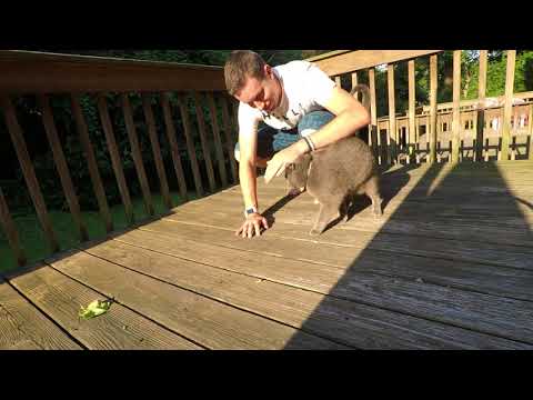 Harold the cat. Go pro.