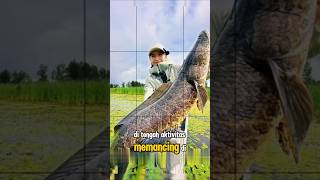 Download lagu CASTING in the Swamp! STRIKE MONSTER SNAPCOT FISH 🐟 #shortsfeed #shorts #shortsviral #fishing #ma... mp3 Download lagu CASTING in the Swamp! STRIKE MONSTER SNAPCOT FISH 🐟 #shortsfeed #shorts #shortsviral #fishing #ma... mp3